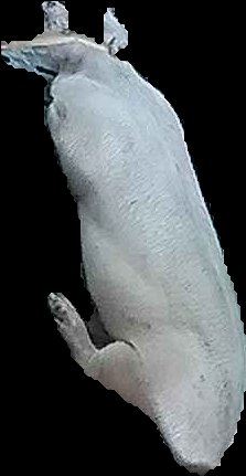 Crop