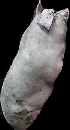Crop