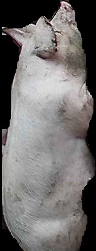 Crop