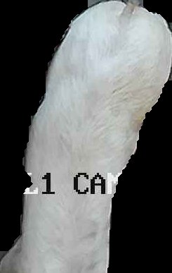 Crop