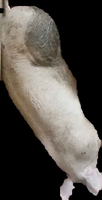 Crop