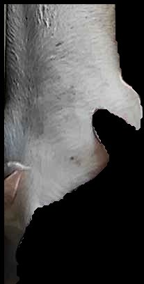 Crop
