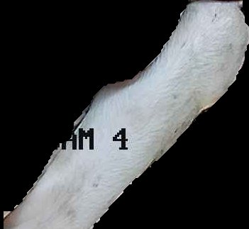Crop
