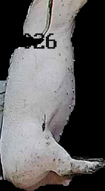 Crop