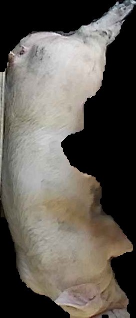 Crop
