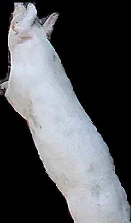 Crop