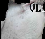 Crop