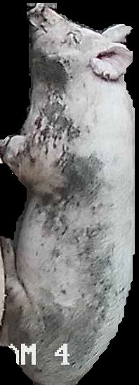 Crop