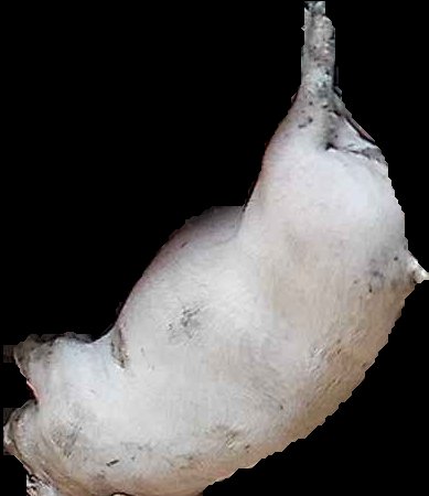 Crop