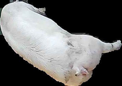 Crop