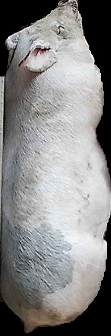 Crop
