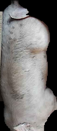 Crop