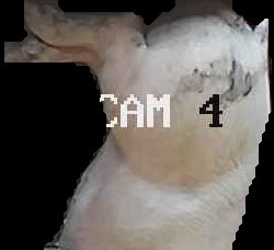 Crop