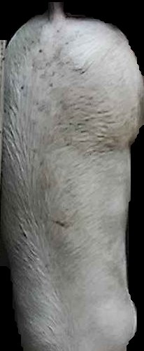 Crop