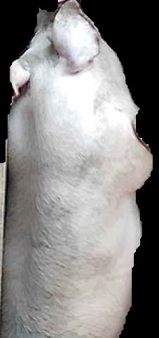 Crop