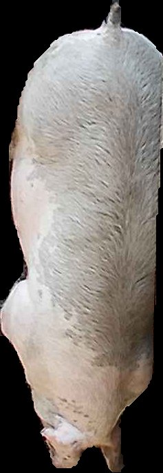 Crop