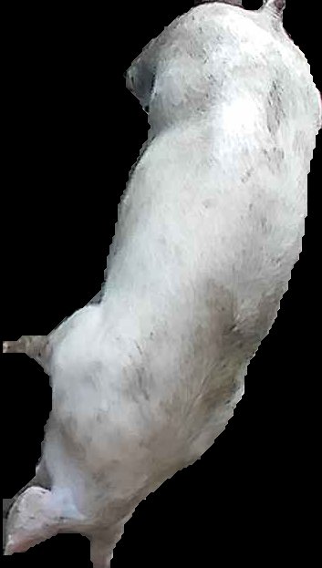 Crop