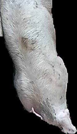 Crop