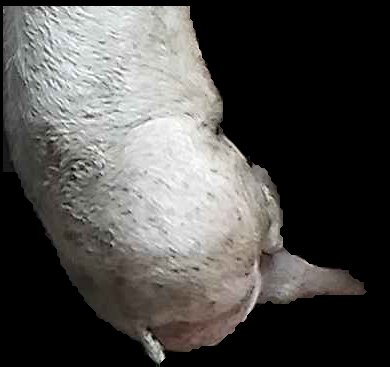 Crop