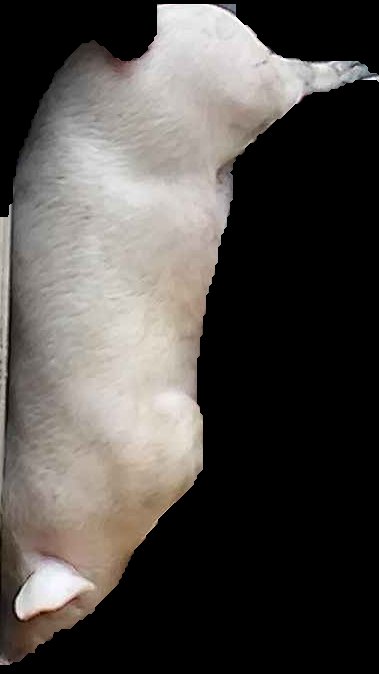 Crop