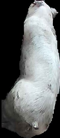 Crop