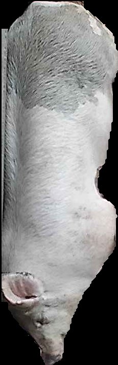 Crop