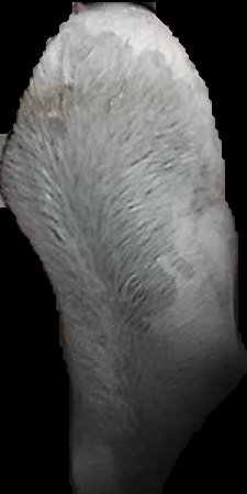 Crop
