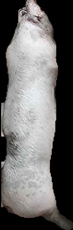 Crop