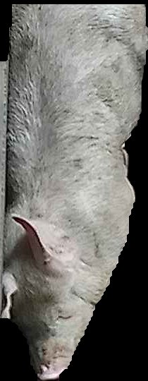 Crop