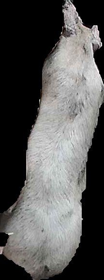 Crop