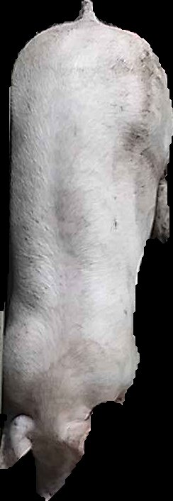 Crop