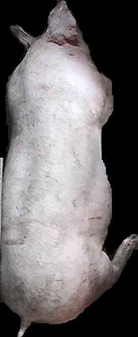 Crop
