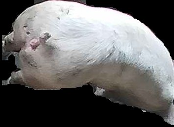 Crop
