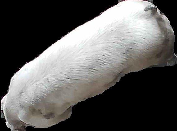 Crop