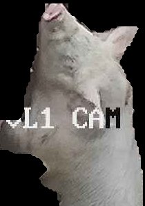 Crop