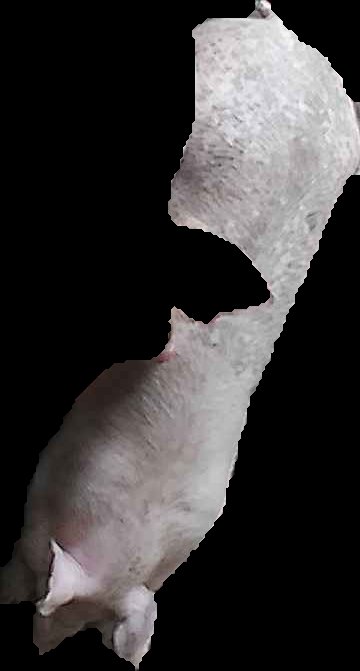 Crop