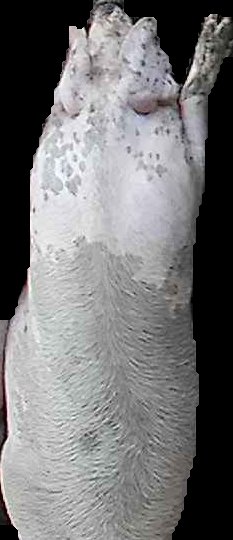 Crop