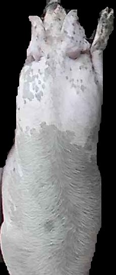 Crop