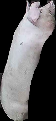 Crop