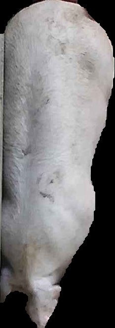 Crop