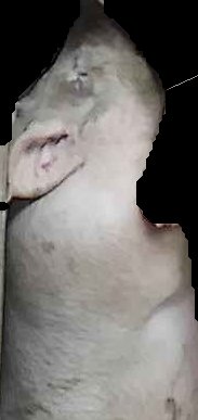 Crop