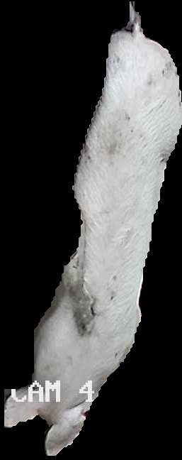 Crop