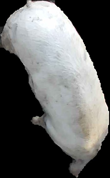 Crop