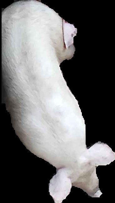 Crop