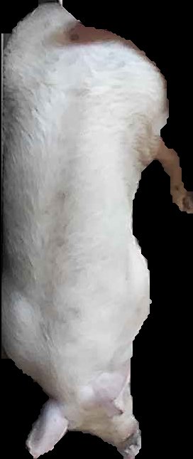 Crop