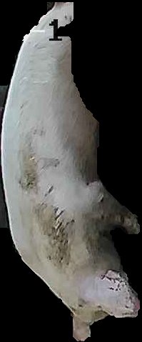 Crop