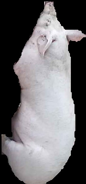 Crop