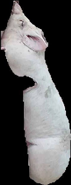 Crop