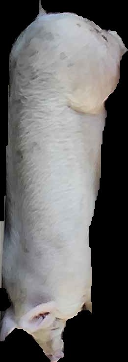 Crop