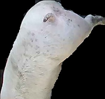 Crop